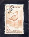 Roumanie oblitr n 3929 Limosa limosa RO16993