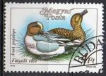 HONGRIE N 3174 o Y&T 1988 Canards siffleurs (Anas penelope)