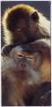 Carte Nestl Merveilles du Monde - Les babouins n 507