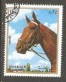 Sharjah - X16   horse / cheval