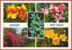 Fleurs des Antilles : Hibiscus, Laurier, Bougainvillier,.. - Carte neuve TBE