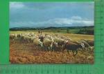 CPM  AGRICULTURE, ELEVAGE : Troupeau de moutons 
