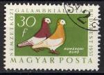 Hongrie 1957; Y&T n 1230; 30 fi, oiseau, pigeons, culbutants Kamarom