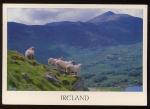 CPM  Animaux  MOUTONS troupeau berger brebis agneau Irlande Ireland