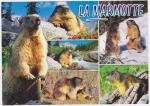 Carte Postale Moderne non crite France - La marmotte