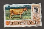 Jersey - Scott 36   cow / vache