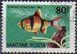 Hongrie 1962 - Aquariophilie  : barbu de Sumatra, 80 f - YT 1499 