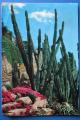 CP ES Jardins Cactus (timbr 1970)