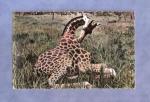 CPSM : faune africaine : jeune girafe femelle au repos