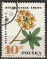 Timbre oblitr n 1630(Yvert) Pologne 1967 - Fleurs, azale pontique