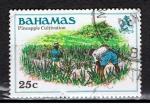 Bahamas / 1980 / Agriculture / YT n° 451, oblitéré