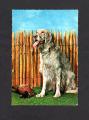 Carte postale CPSM chien : Setter ? pagneul ?