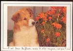 Cartes Postales  Animaux Chiens  