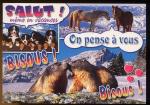 CPM  Faune  de Montagne Chevaux Chiens Marmottes
