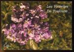 CPM  Fleurs  Bouquet de Violettes