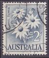 Timbre oblitr n 257(Yvert) Australie 1959 - Fleur de flanelle