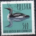 POLOGNE N 1354 o Y&T 1966 Oiseaux (Plongeon arctique)