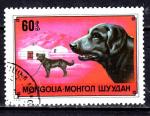 AS27 - 1978 - Yvert n 978 - Races de chiens : Chien de Berger