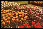 CPM  FLEURS  Tulipes
