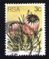Afrique du Sud 1977 Oblitration ronde Used Stamp Fleur Flower Protea neriifolia