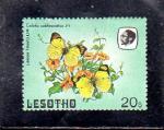Lesotho neuf** n 570 Colotis subfasciatus  LE34603