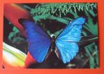 CP Guyane - Faune Papillon Morpho Rhetenor Male