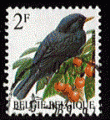 Belgique 1992 - Y&T 2458 - oblitr - oiseau (merle noir)