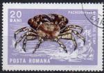 ROUMANIE N 2242 o Y&T 1966 Crustacs (Rachigrapus marmoratus)