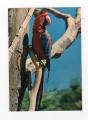 Carte postale : perroquet Ara ( rserve africaine de Sigean ( 11 Aude )( zoo ))