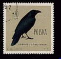 Pologne 1960 - YT 1071 - oblitr - corbeau
