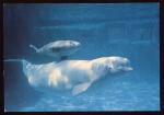 CPM  Animaux  Beluga et son petit n en captivit