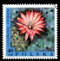 Pologne Yvert N1689 Oblitr 1968 Fleur Cactus coryphantha 