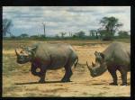 CPM Animaux Le Rhinocros