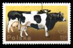 Pologne Yvert N2219 Oblitr 1975 Vache noire blanche