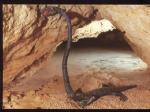 CPM neuve 37 SAVONNIERES Grottes ptrifiantes Le Tanistropheus