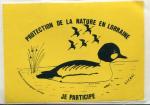 Autocollant Chasse Canard ( Garrot  oeil d'or ) Protection Nature en Lorraine