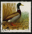 Pologne 1970 - YT 1838  - oblitr - canard colvert