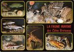 Aquarium de TREGASTEL (22) - Poissons et crustacs : vieille, bar, rouget, .. N*