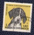 Autriche 1966 Oblitr rond Used Stamp Dog Chien Foxhound anglais