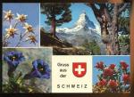 CPM neuve Switzerland Quelques belles Fleurs de Suisse Multi vues