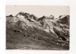 CPSM 05 Hautes Alpes : Col du Lautaret , troupeau au pturage