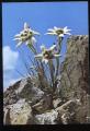 CPM  Flore Fleurs EDELWEISS Leontopodium alpinum