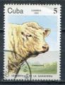 Timbre  CUBA  1984  Obl  N  2572   Y&T   Bovins  Charolais