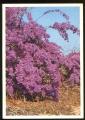  CPM neuve Arbre Fleurs Flore du Sngal Bougainville violet