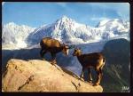 CPM les deux chamois vivants de MERLET  face  l'Aiguille du Midi