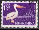 Roumanie 1957; Y&T n 1557; 1,30 L, oiseau, plikan