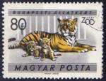 Hongrie 1961 - Jardin zoologique de Budapest : tigre & tigrons, 80 f - YT 1417 