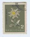 Bulgarie 1963 Y&T 1209 oblitr Fleur