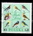 Pologne Yvert N1568 Oblitr 1966 Oiseaux des forts
