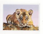 Carte postale WWF CPM : Tigre du Bengale